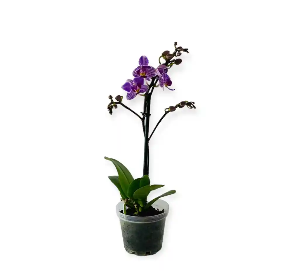 Orquìdea Morada Exòtica Mini En Matera De Cultivo