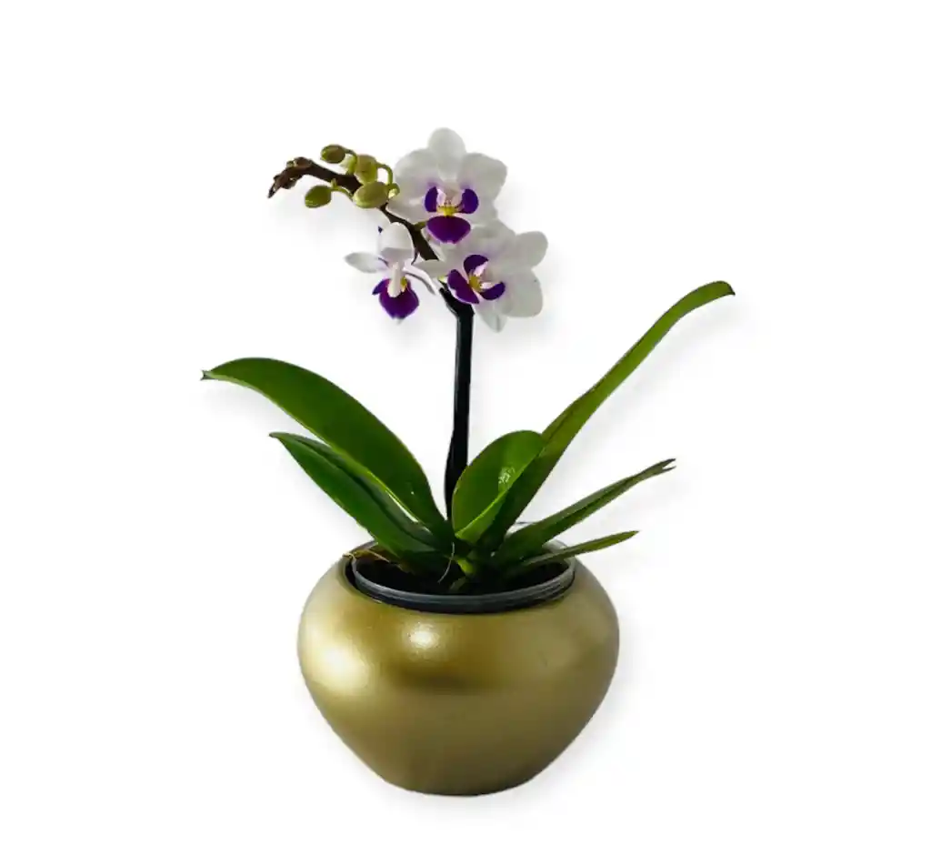 Orquìdea Blanca Exòtica Mini En Matera Ceramica Dorada