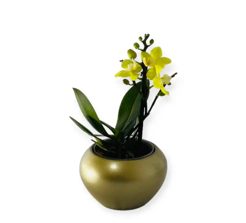 Orquìdea Amarilla Mini En Matera Ceramica Dorada