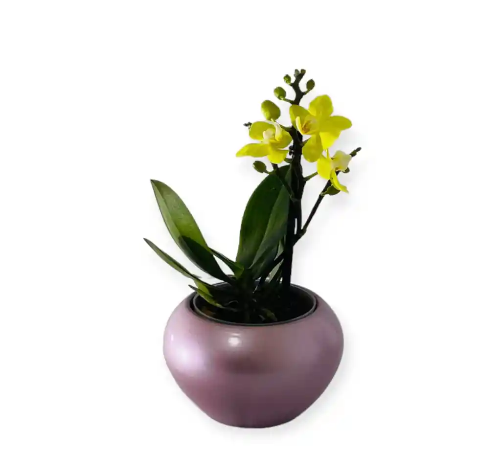 Orquìdea Amarilla Mini En Matera Ceramica Rosada