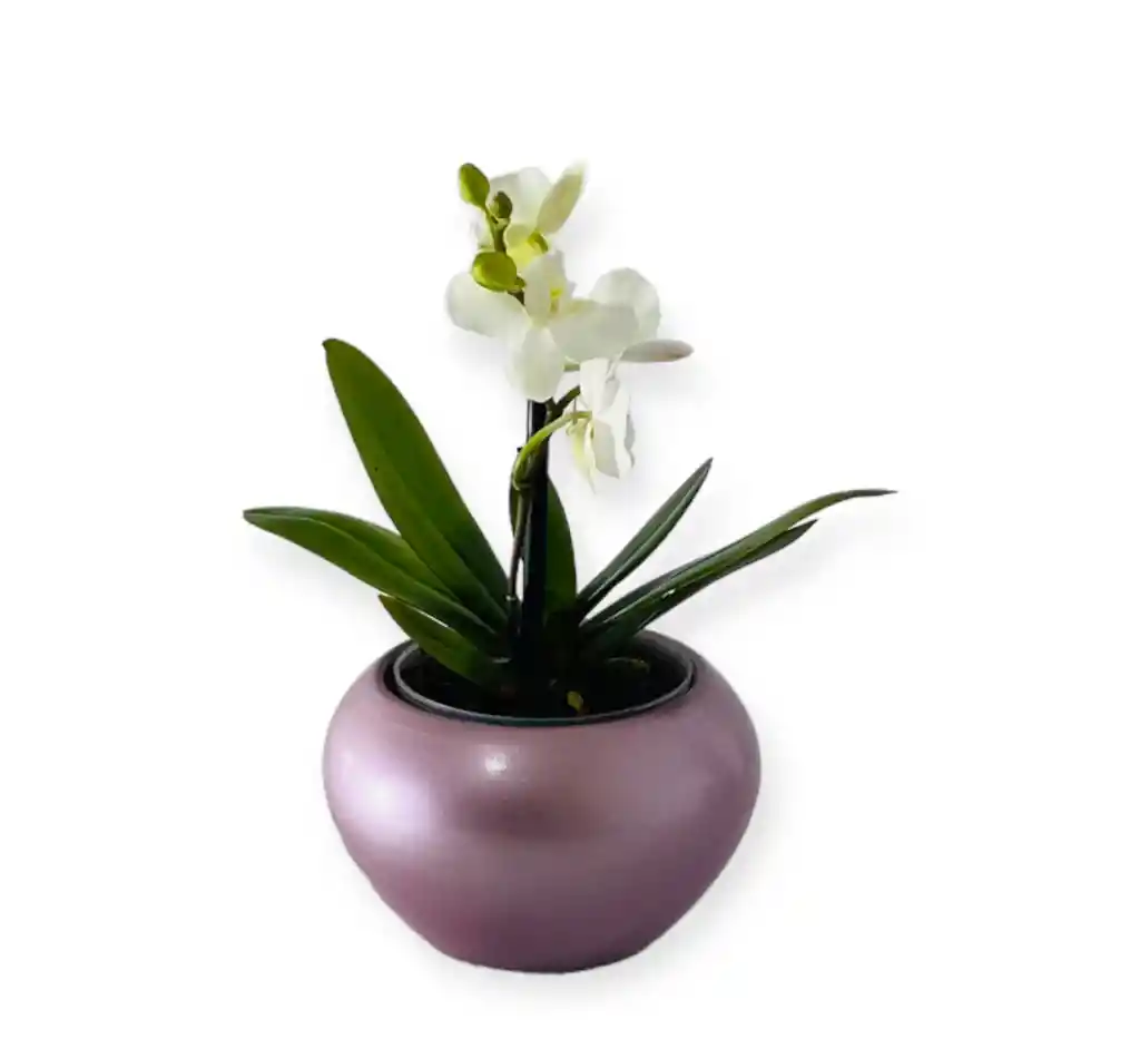 Orquìdea Blanca Mini En Matera Ceramica Rosada