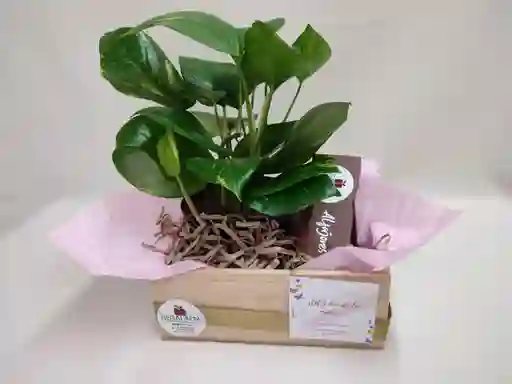 Regalo Alegría De La Vida