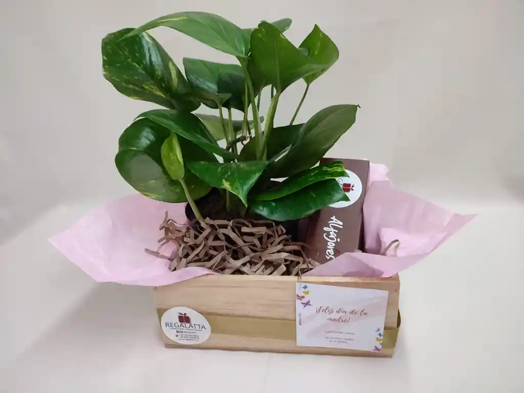 Regalo Alegría De La Vida