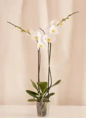 Flores - Orquidea Color Blanco Dos Tallos Florales - Detalle Con Amor Para Regalo En Fecha Especial, Amor Y Amistad, Cumpleaños, Aniversarios, Condolencias, Graduación, Felicitación Y Agradecimiento.