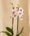 Flores - Orquidea Color Blanco Dos Tallos Florales - Detalle Con Amor Para Regalo En Fecha Especial, Amor Y Amistad, Cumpleaños, Aniversarios, Condolencias, Graduación, Felicitación Y Agradecimiento.