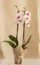 Flores - Orquidea Color Disponible Uno O Dos Tallos Florales - Detalle Con Amor Para Regalo En Fecha Especial, Amor Y Amistad, Cumpleaños, Aniversarios, Condolencias, Graduación, Felicitación Y Agradecimiento.