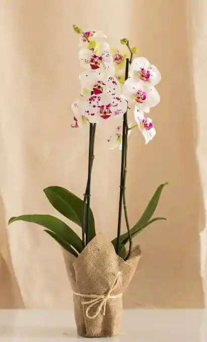 Flores - Orquidea Color Disponible Uno O Dos Tallos Florales - Detalle Con Amor Para Regalo En Fecha Especial, Amor Y Amistad, Cumpleaños, Aniversarios, Condolencias, Graduación, Felicitación Y Agradecimiento.