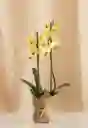 Flores - Orquidea Color Disponible Uno O Dos Tallos Florales - Detalle Con Amor Para Regalo En Fecha Especial, Amor Y Amistad, Cumpleaños, Aniversarios, Condolencias, Graduación, Felicitación Y Agradecimiento.