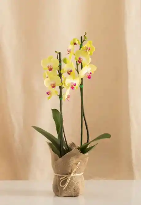 Flores - Orquidea Color Disponible Uno O Dos Tallos Florales - Detalle Con Amor Para Regalo En Fecha Especial, Amor Y Amistad, Cumpleaños, Aniversarios, Condolencias, Graduación, Felicitación Y Agradecimiento.