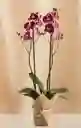 Flores - Orquidea Color Disponible Uno O Dos Tallos Florales - Detalle Con Amor Para Regalo En Fecha Especial, Amor Y Amistad, Cumpleaños, Aniversarios, Condolencias, Graduación, Felicitación Y Agradecimiento.