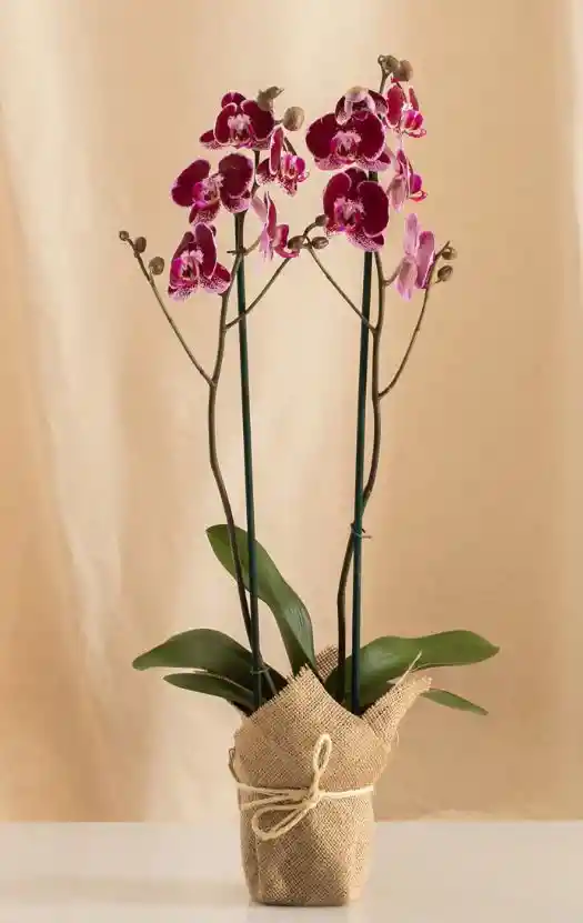 Flores - Orquidea Color Disponible Uno O Dos Tallos Florales - Detalle Con Amor Para Regalo En Fecha Especial, Amor Y Amistad, Cumpleaños, Aniversarios, Condolencias, Graduación, Felicitación Y Agradecimiento.