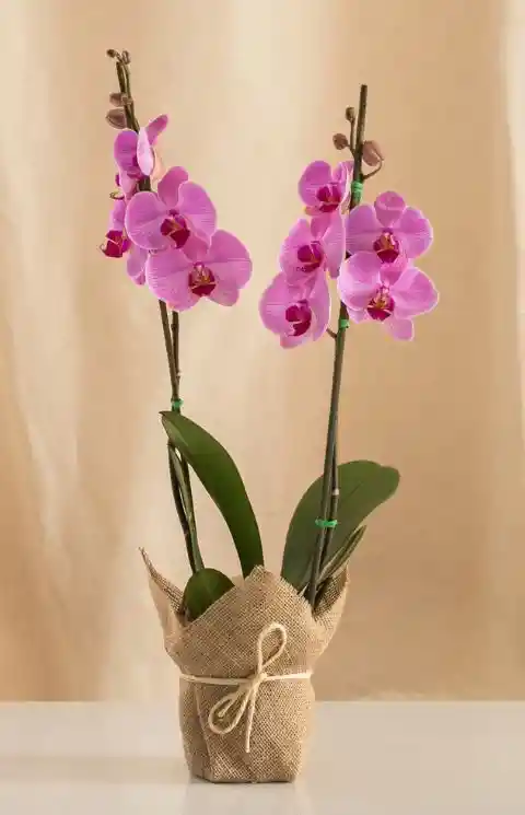 Flores - Orquidea Color Disponible Uno O Dos Tallos Florales - Detalle Con Amor Para Regalo En Fecha Especial, Amor Y Amistad, Cumpleaños, Aniversarios, Condolencias, Graduación, Felicitación Y Agradecimiento.