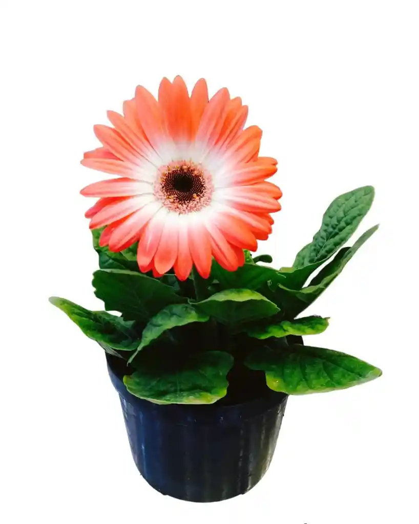 Gerbera Salmon