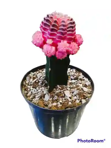 Cactus Coreano Rosado