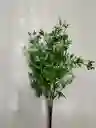 Racimo De Vegetación Verde Con Blanco