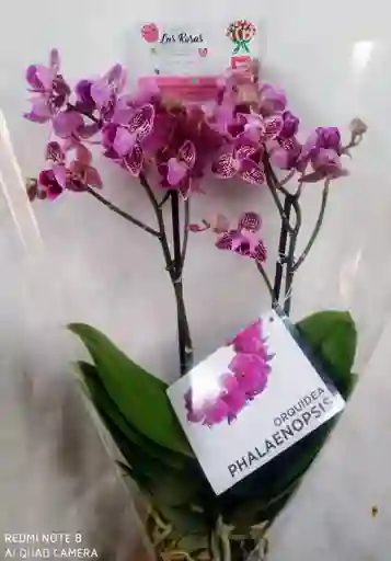 Orquidea Multiflora Mini