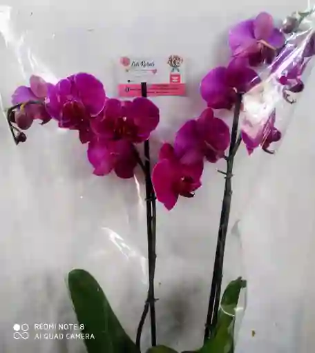Orquidea Phalaenopsis