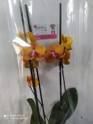 Orquideas Amarillas De 2 Varas