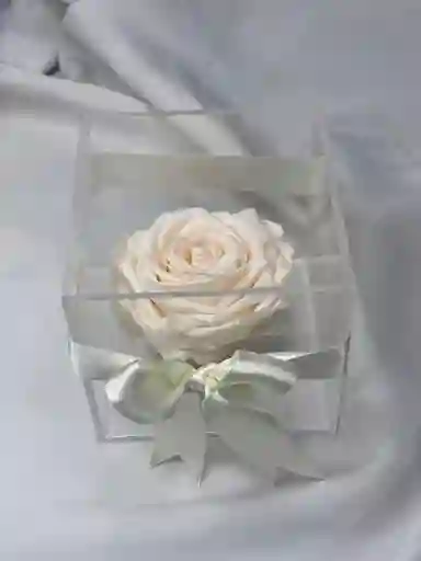 Cabeza De Rosa Preservada Blanca En Caja Decorada