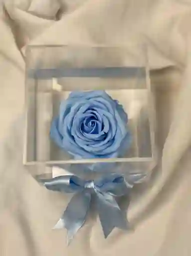 Cabeza De Rosa Preservada Azul Cielo En Caja Decorada.