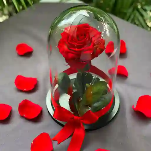 Rosa Preservada En Urna De Cristal Roja