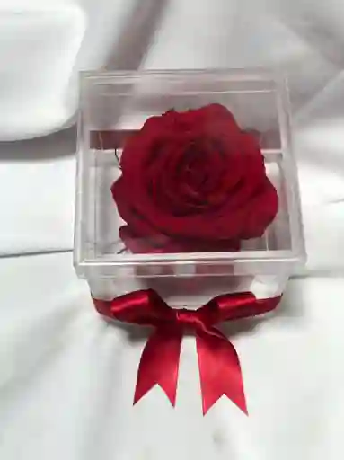 Cabeza De Rosa Preservada Roja En Caja Decorada