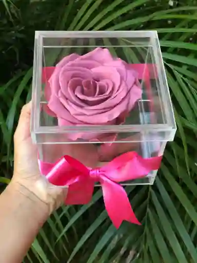 Cabeza De Rosa Preservada Mora En Leche