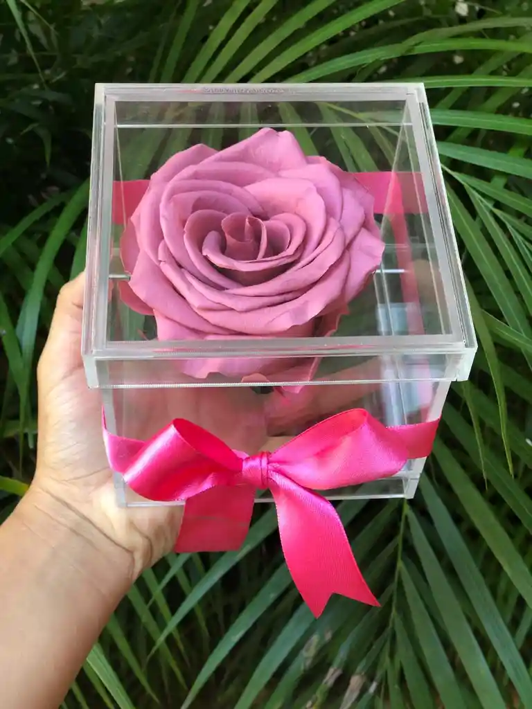 Cabeza De Rosa Preservada Mora En Leche