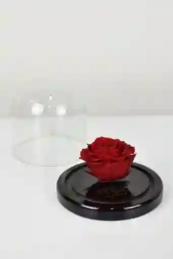 Minicúpula Con Rosa Roja