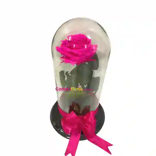 Rosa Eterna Fucsia