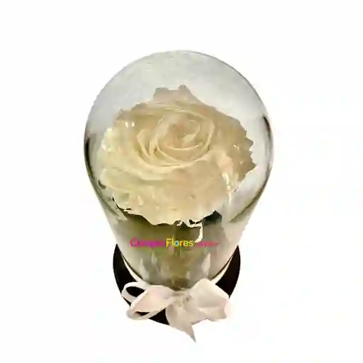 Rosa Eterna Blanca