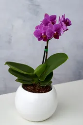 Orquídea Mini Morada + Maceta Decorativa