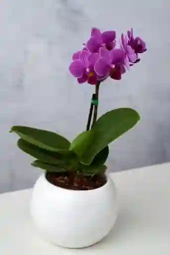 Orquídea Mini Morada + Maceta Decorativa