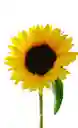 Girasoles