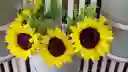 Girasoles