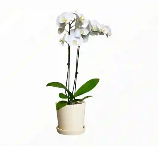 Orquidea Phalanopsis Blanca