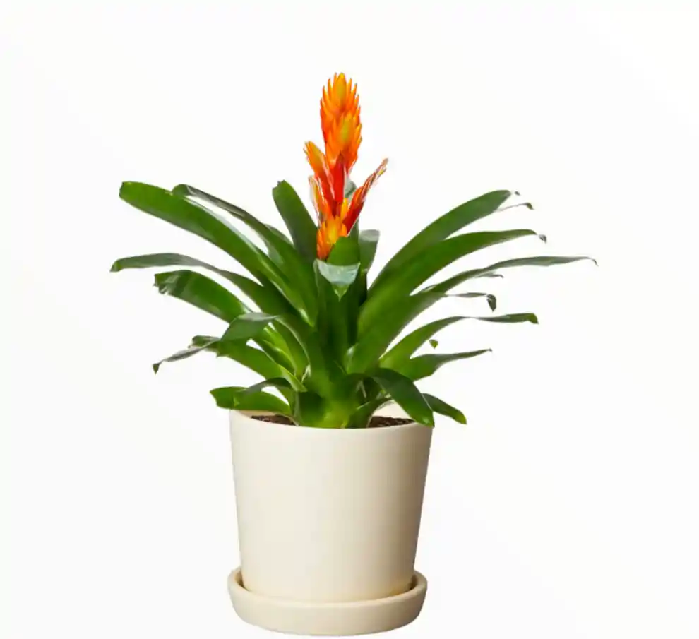 Bromelia Mambo