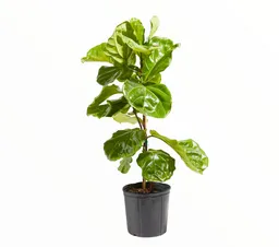 Ficus Pandurata Med