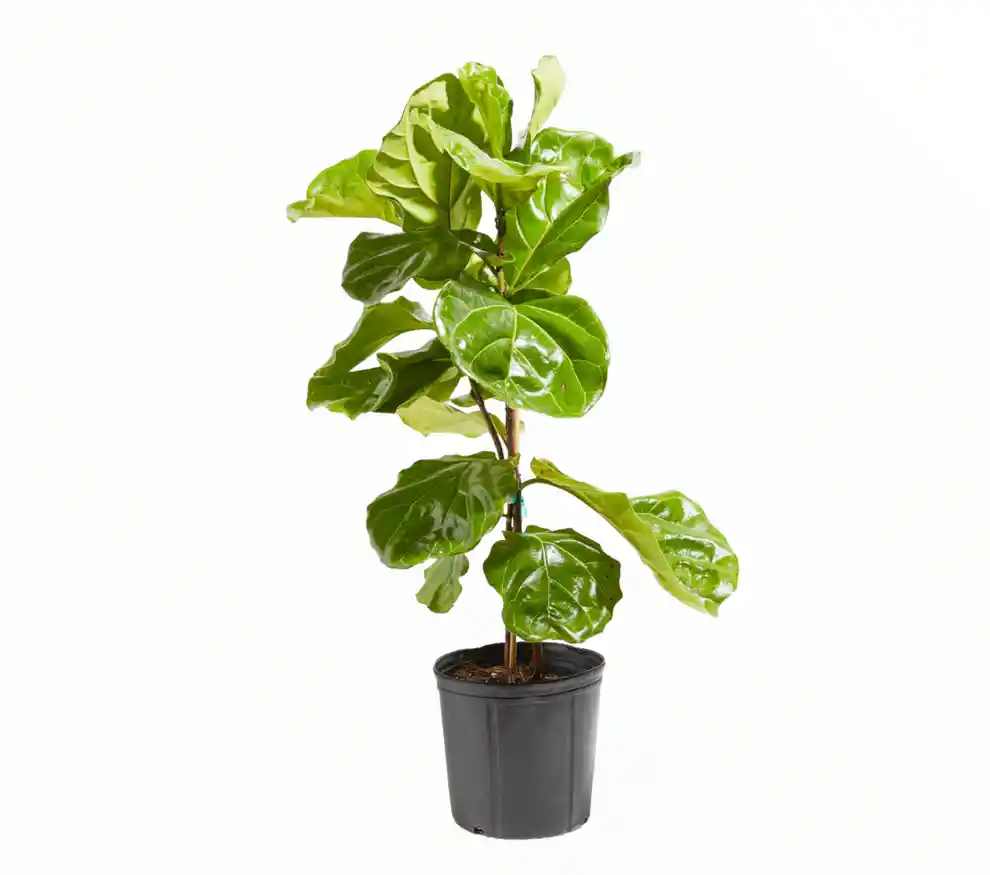 Ficus Pandurata Med