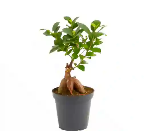 Ficus Microcarpa