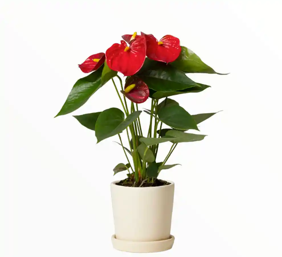 Anturio Holandes Rojo