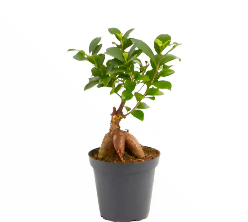 Ficus Microcarpa