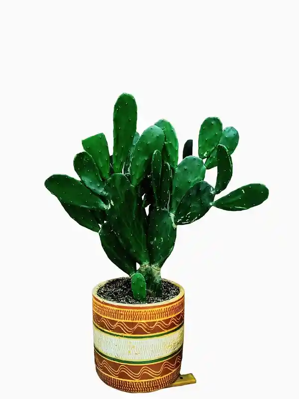 Cactus Nopal