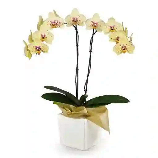 Orquídea Seurat Success Con Matera 2v