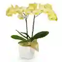 Orquídea Amarilla Success En Matera 2v