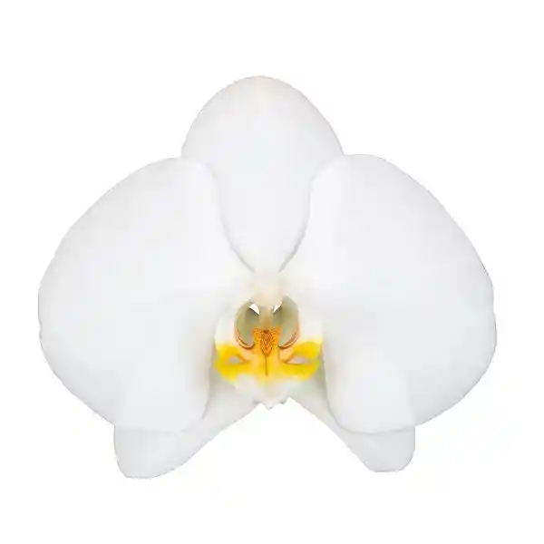 Orquídea Blanca Success Con Matera 2v