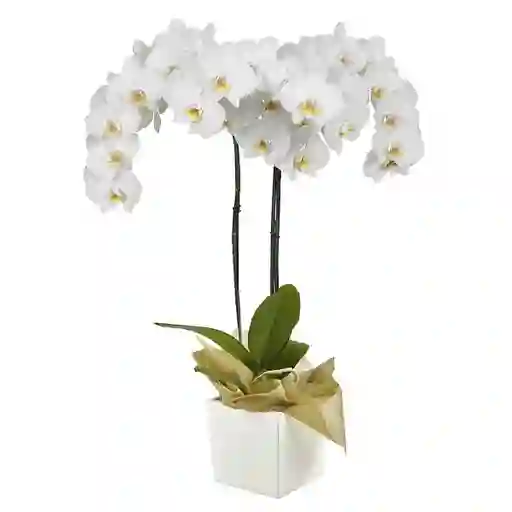 Orquídea Blanca Success Con Matera 2v
