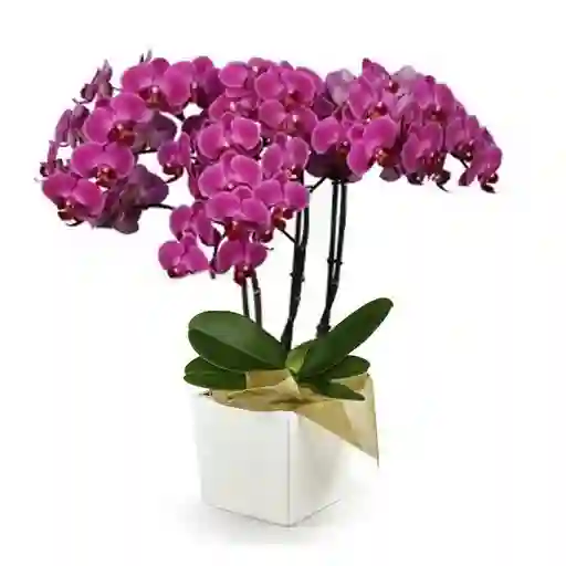 Orquídea Morada Multiflora Premium En Matera