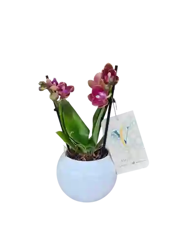 Orquídea Mini Salmón + Maceta Decorativa