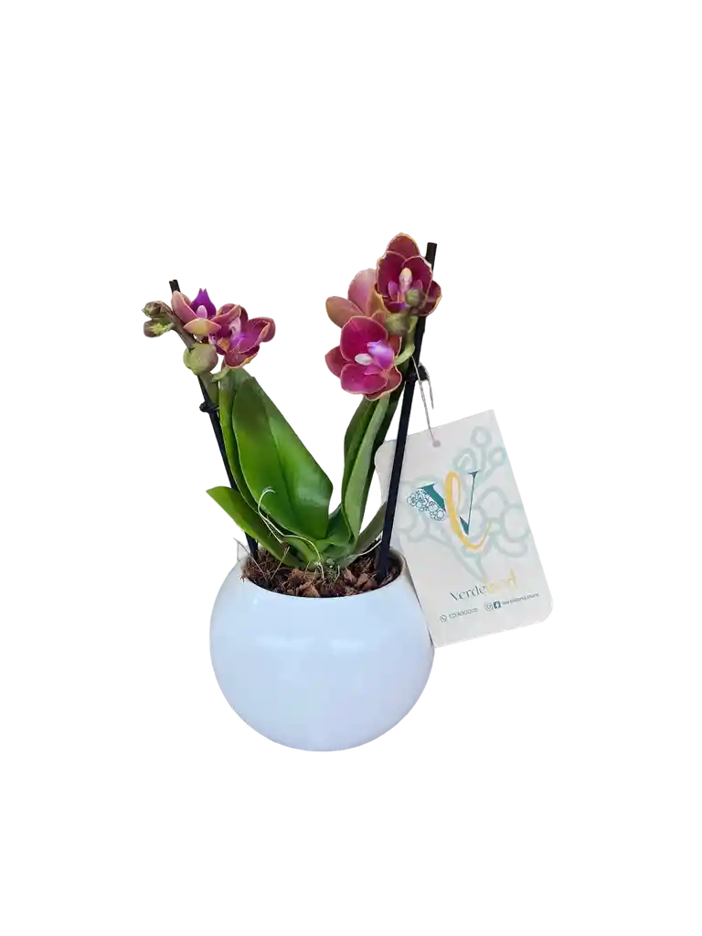 Orquídea Mini Salmón + Maceta Decorativa